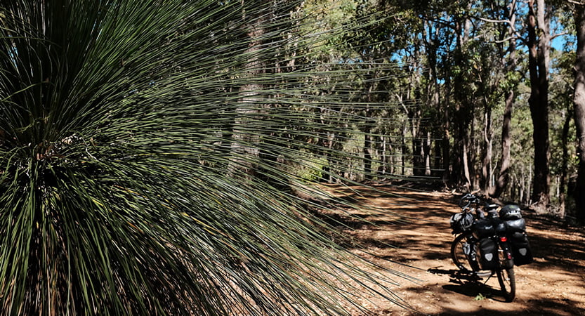 Bike on the Munda Biddi Trail