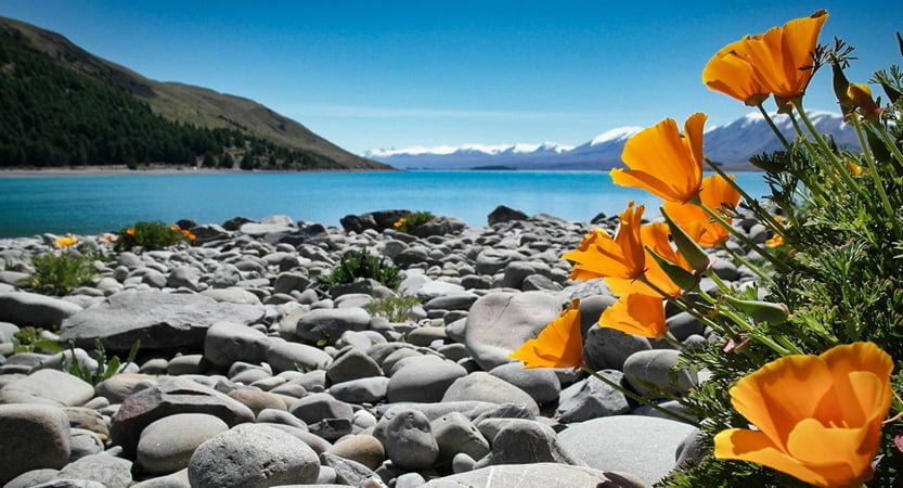 Flowers Lake Tekapo