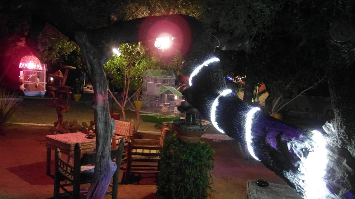 Lights on tree at campsite